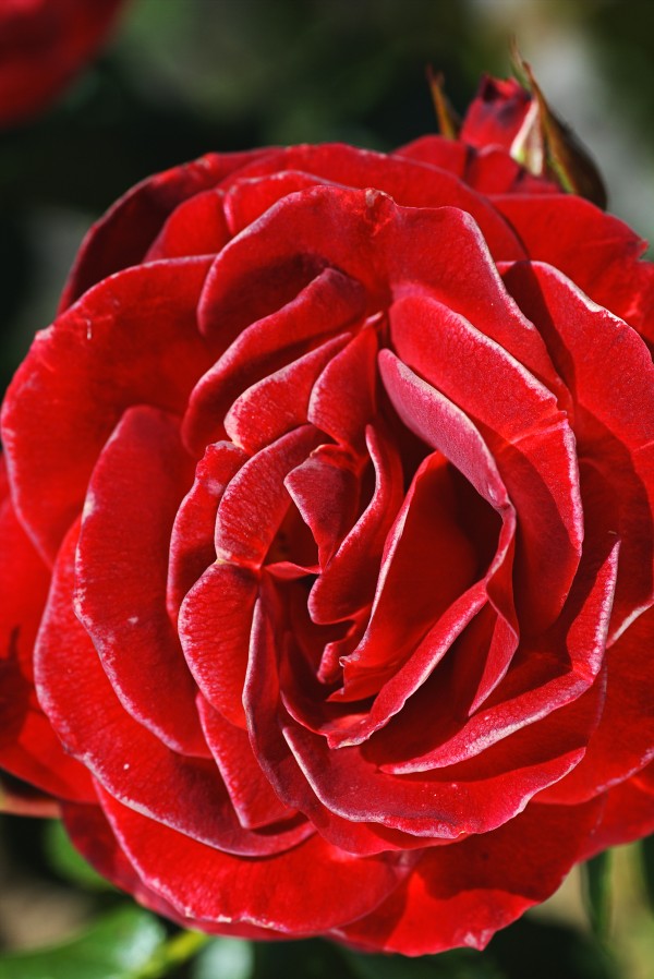 Romance Red Rose by Joy Watson